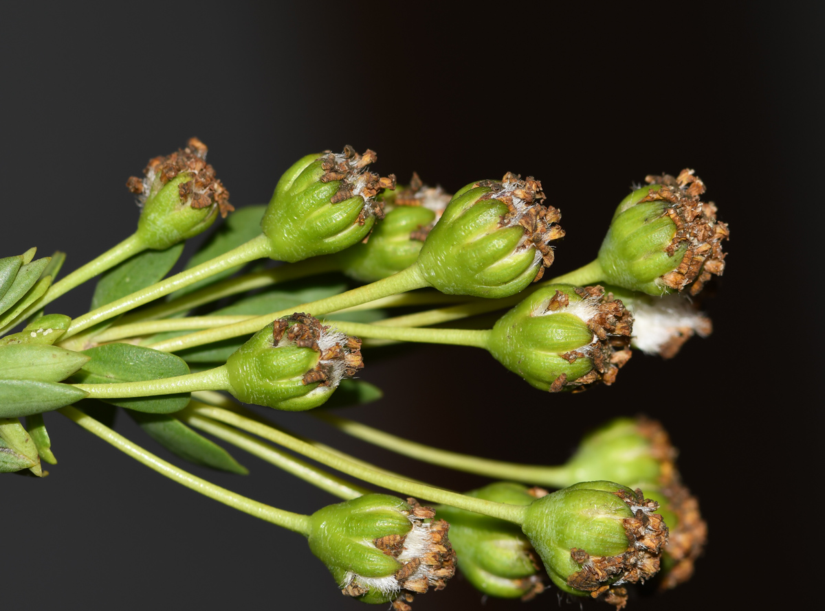 Image of Euryops lateriflorus specimen.