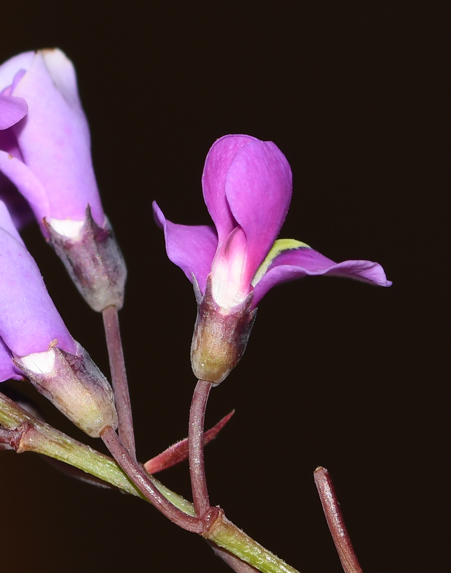 Image of Hardenbergia violacea specimen.