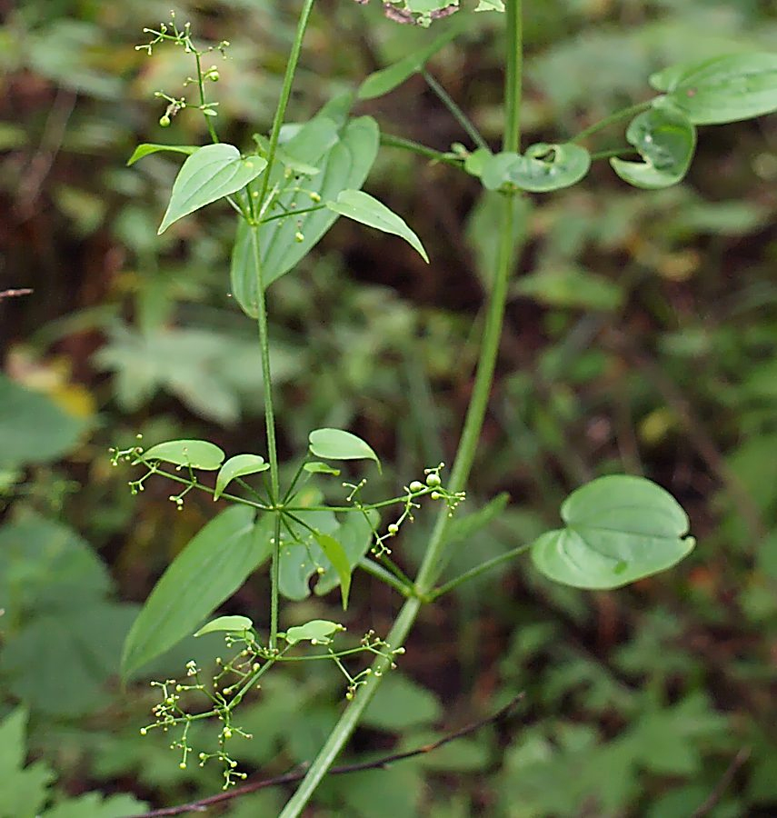 Изображение особи Rubia cordifolia.