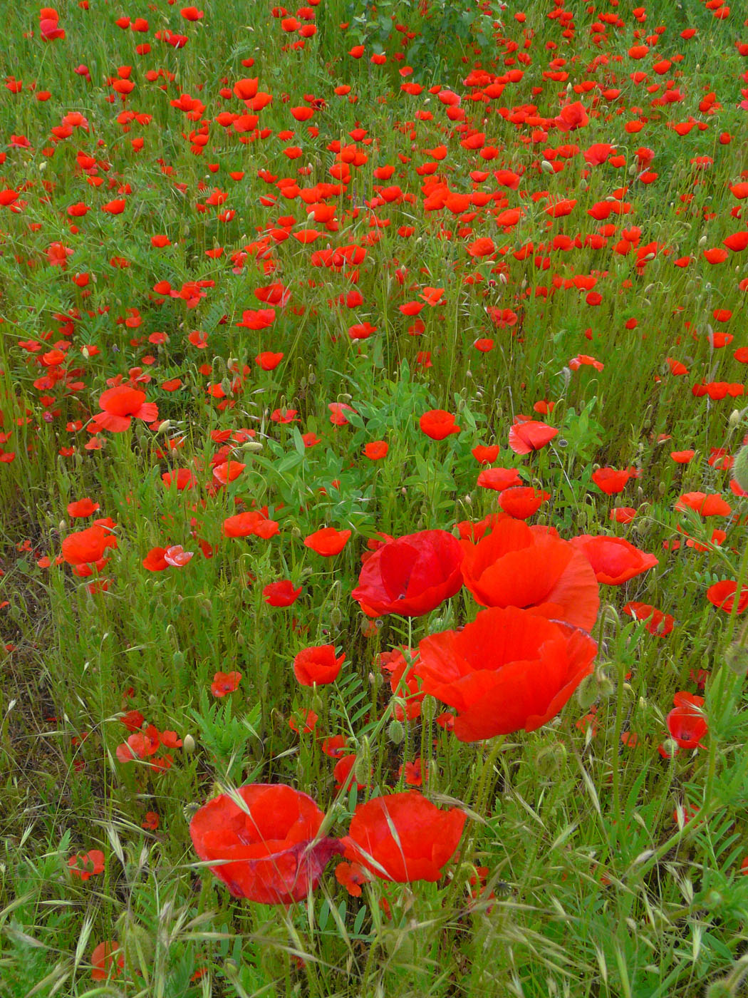 Изображение особи Papaver rhoeas.