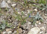 Anagallis arvensis