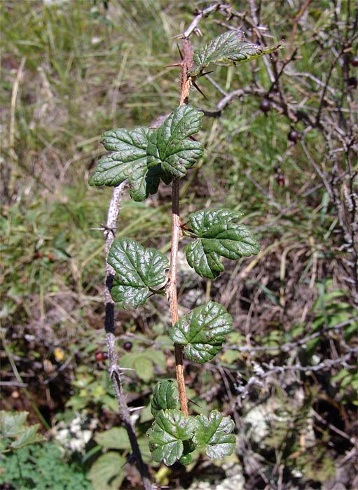 Изображение особи Grossularia reclinata.