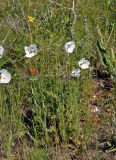 Papaver albiflorum