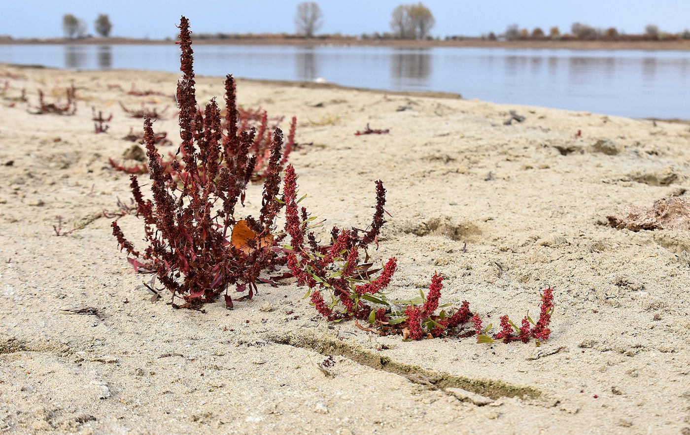 Image of Rumex ucranicus specimen.