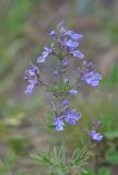 Teucrium orientale. Верхушка цветущего растения. Республика Северная Осетия-Алания, Ирафский р-н, Большой Кавказ, Гуларский хр., правый склон долины р. Гулардон в р-не ведущей на перевал Гуларвцек старой геологической дороги, ≈ 2220 м н.у.м., каменистый склон. 07.07.2021.