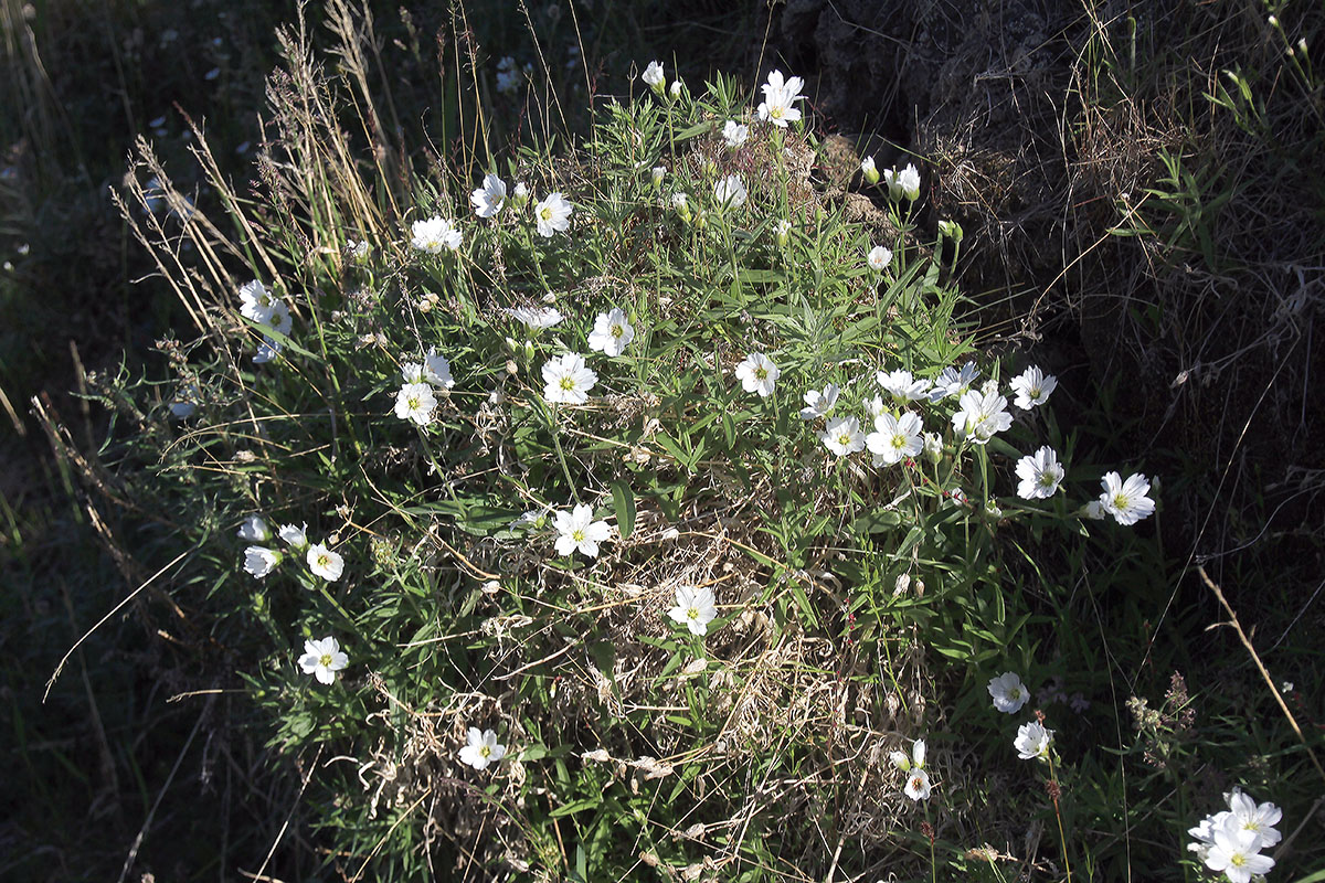 Image of Cerastium maximum specimen.