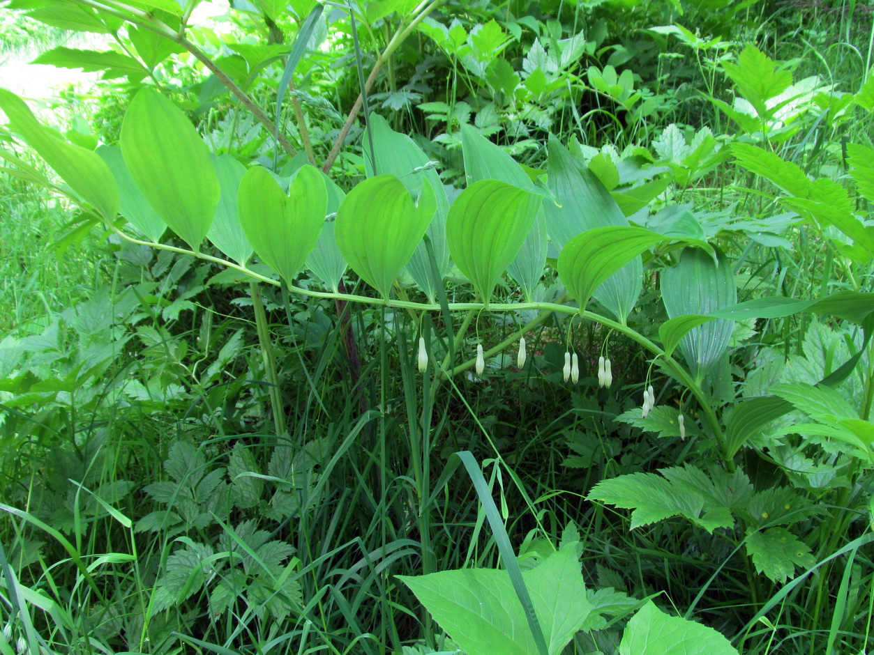 Image of Polygonatum maximowiczii specimen.