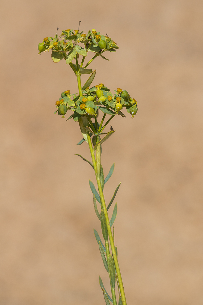 Image of Euphorbia seguieriana specimen.