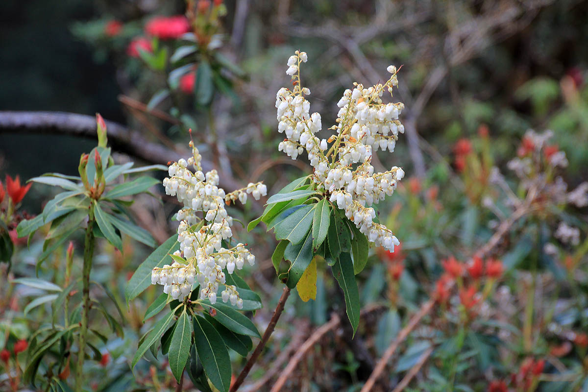 Image of Pieris formosa specimen.