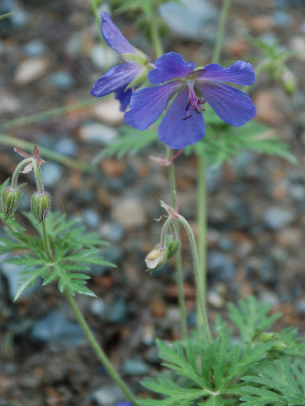 Изображение особи Geranium pratense.