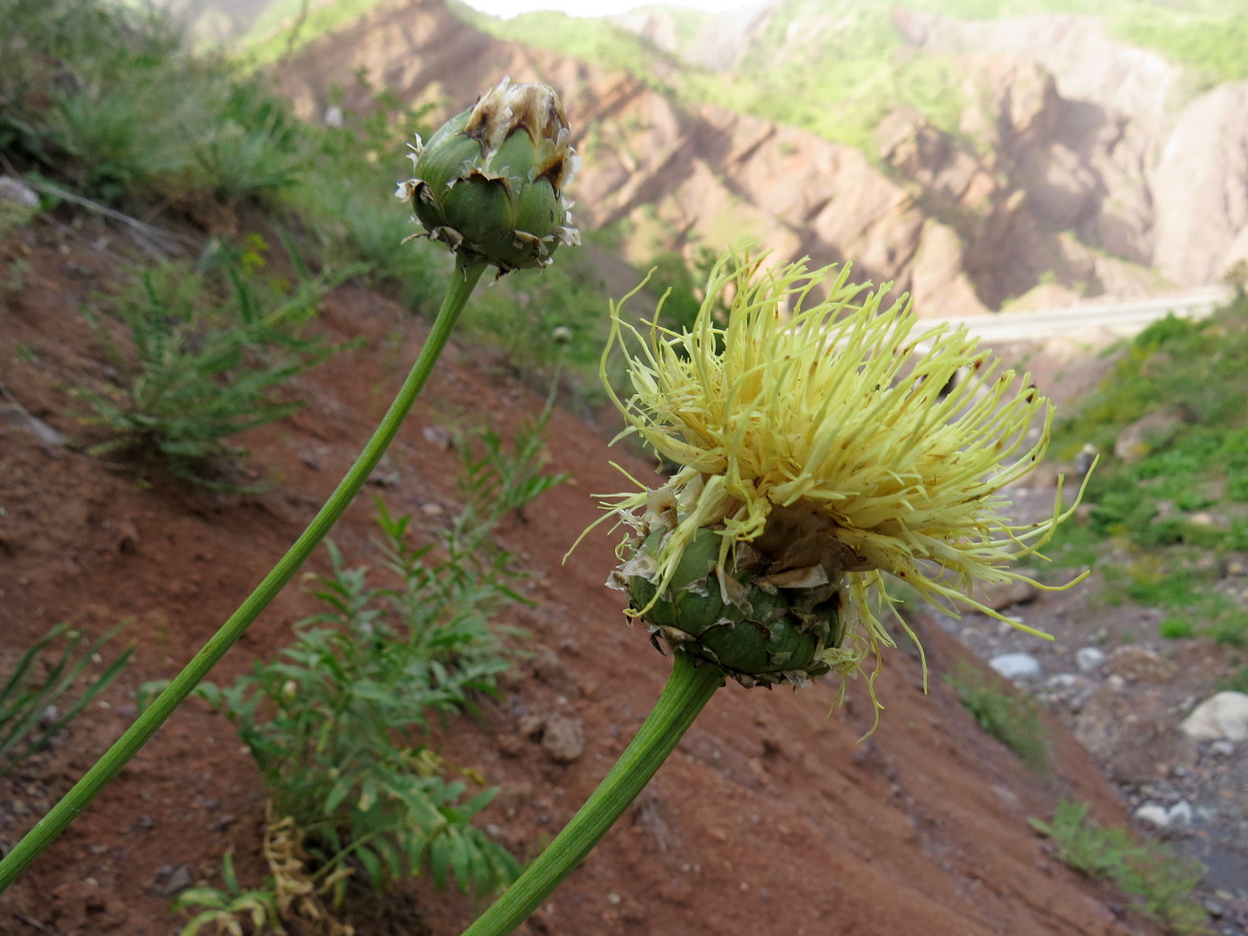 Изображение особи Rhaponticoides gontscharovii.