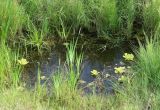 Pistia stratiotes. Вегетирующие растения в озерке. Иркутск, р. Ангара, о. Конный, болото. 30.07.2022.