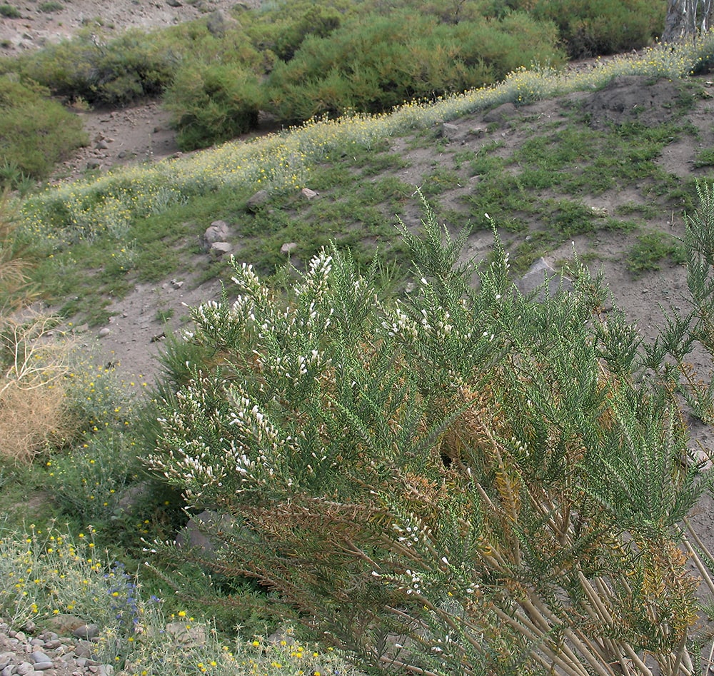 Image of Fabiana imbricata specimen.