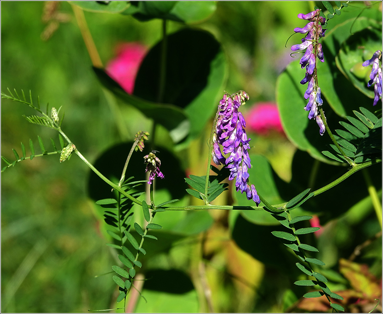 Image of Vicia cracca specimen.