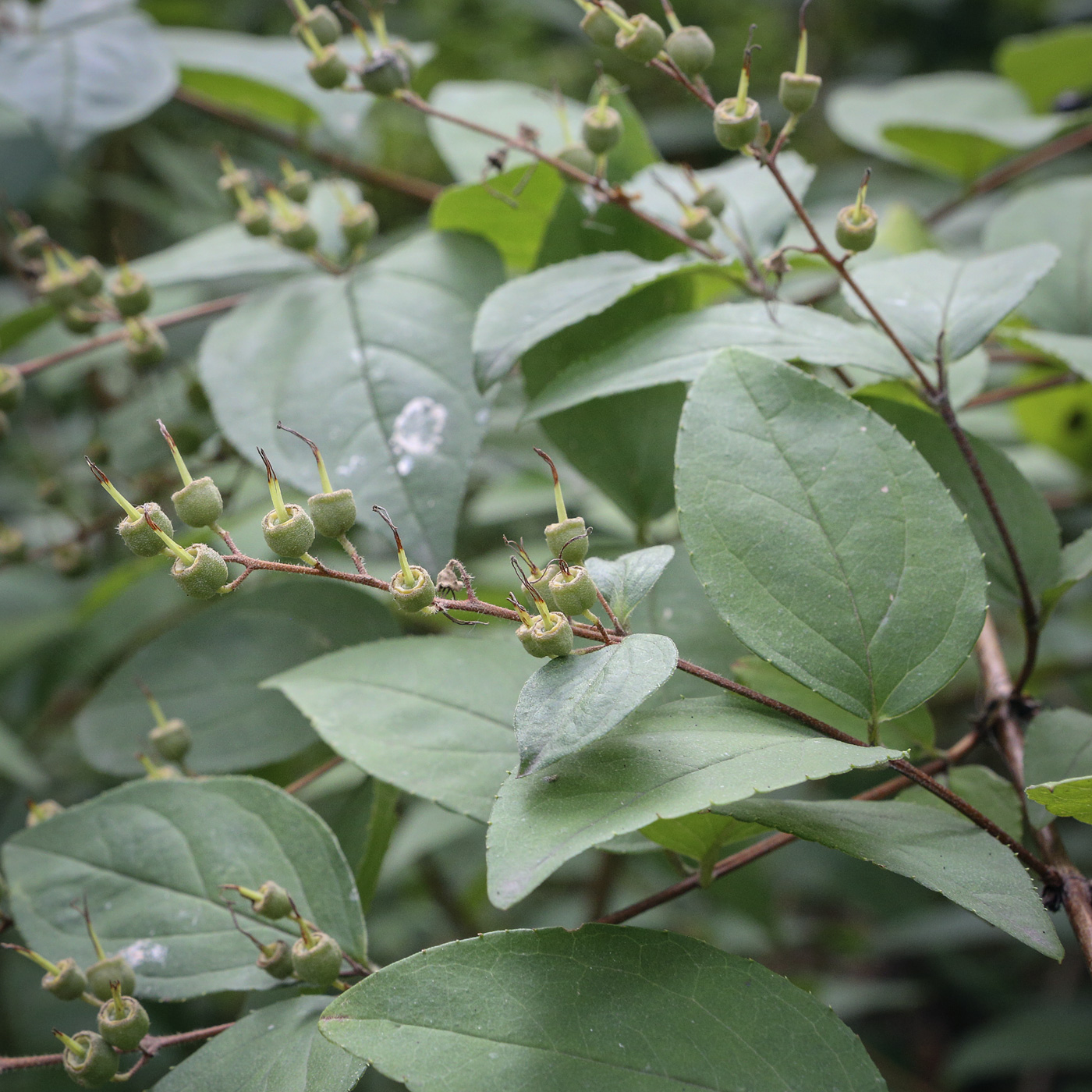 Image of genus Deutzia specimen.