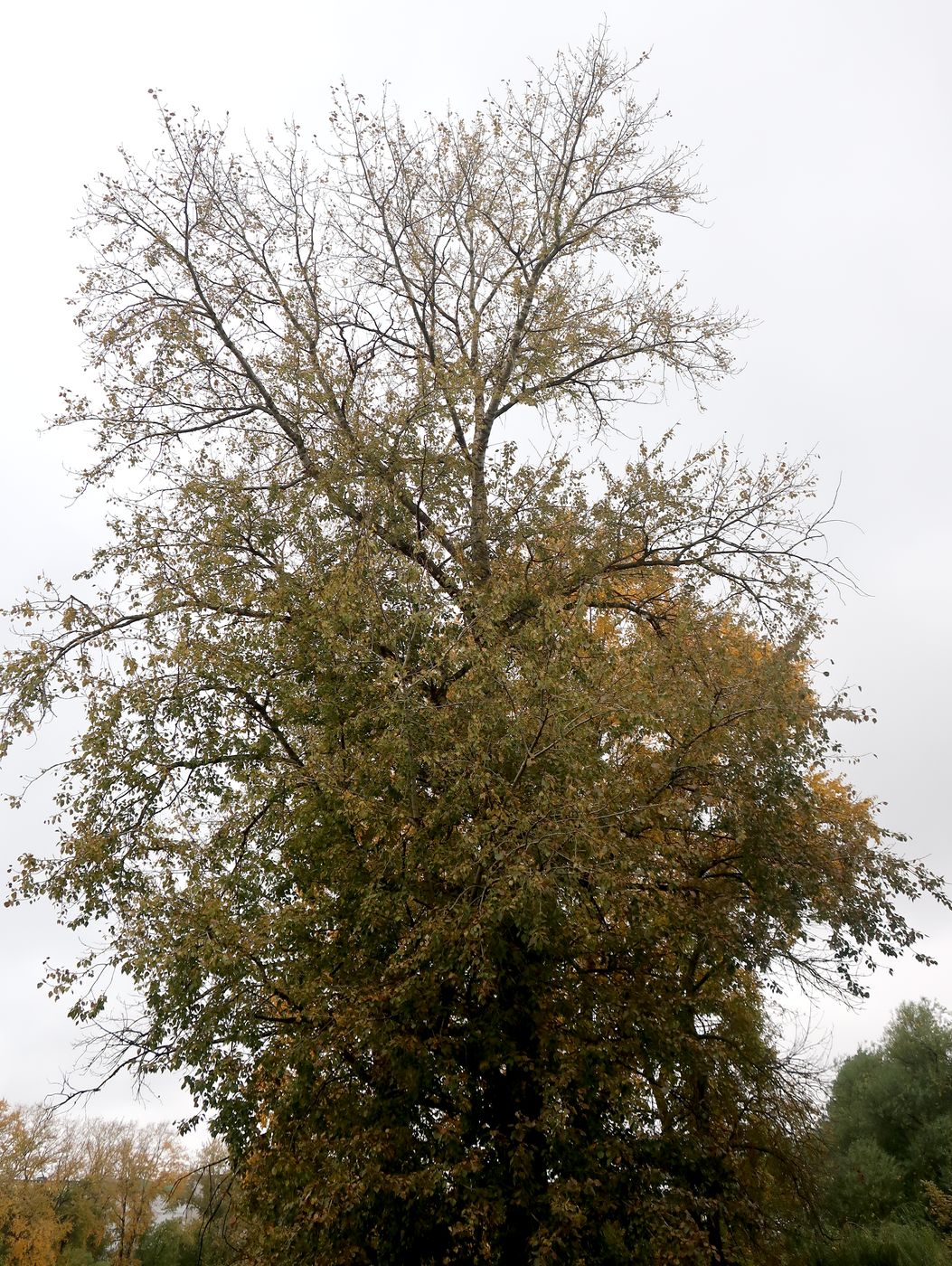 Image of Populus &times; sibirica specimen.