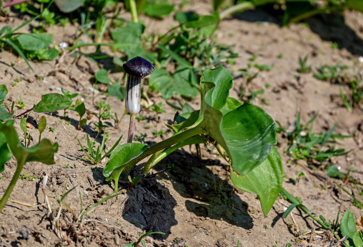 Изображение особи Arisarum simorrhinum.