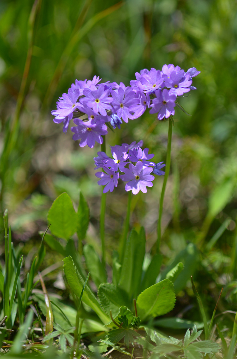 Image of Primula algida specimen.