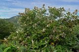 Hydrangea paniculata. Цветущее растение в сообществе с Sasa. Курильские о-ва, о-в Кунашир, склон вулкана Головнина, ≈ 400 м н.у.м., заросли кустарников. 20.08.2022.