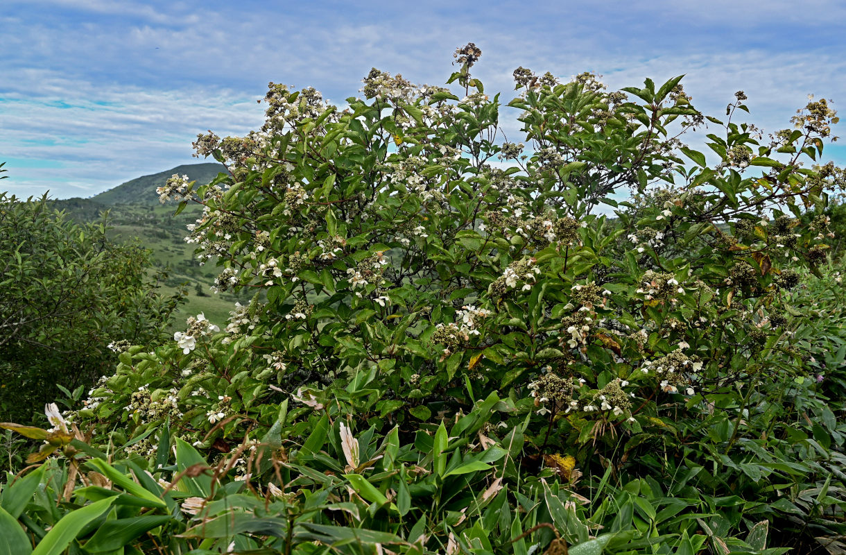 Image of Hydrangea paniculata specimen.