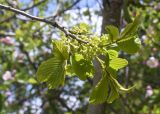 Rhamnus alpina. Верхушка ветви с соцветиями. Испания, автономное сообщество Каталония, провинция Жирона, комарка Рипольес, муниципалитет Сеткасес, долина р. Тер, нижняя часть склона южной экспозиции, ≈1600 м н.у.м., опушка смешанного леса. 14.05.2023.