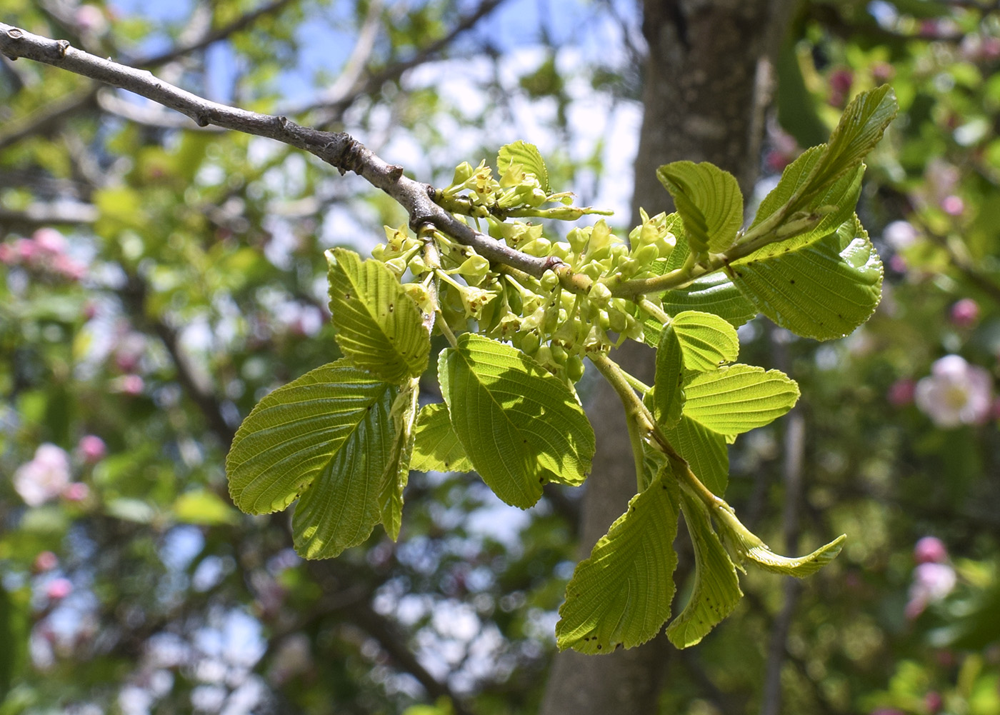 Image of Rhamnus alpina specimen.