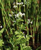 Cardamine amara