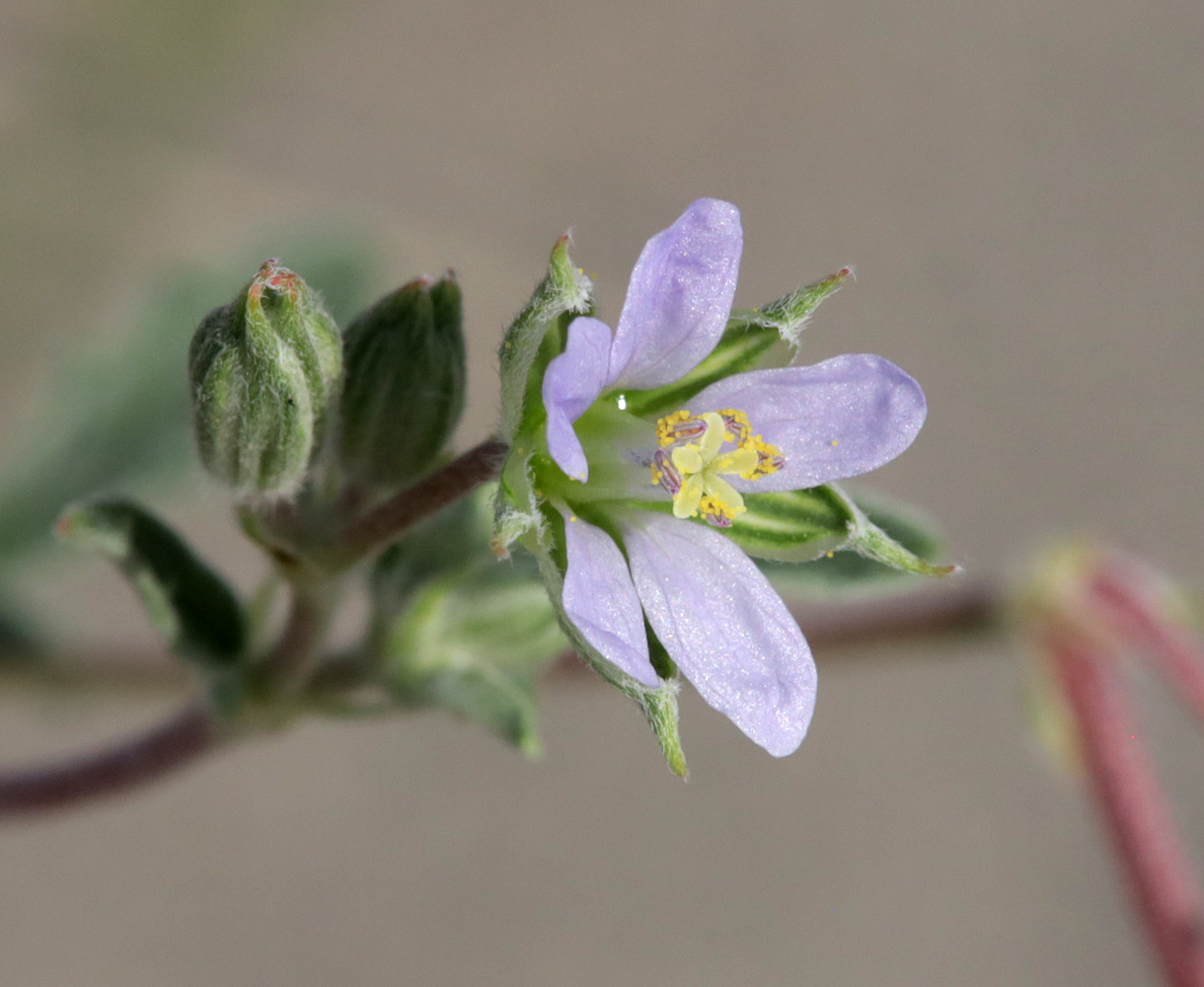 Изображение особи Erodium oxyrhynchum.