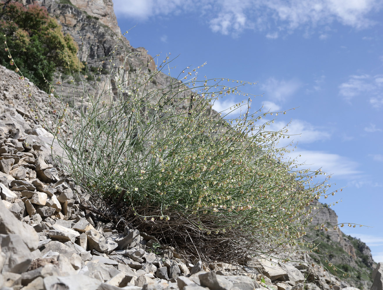 Изображение особи Rumex hastifolius.