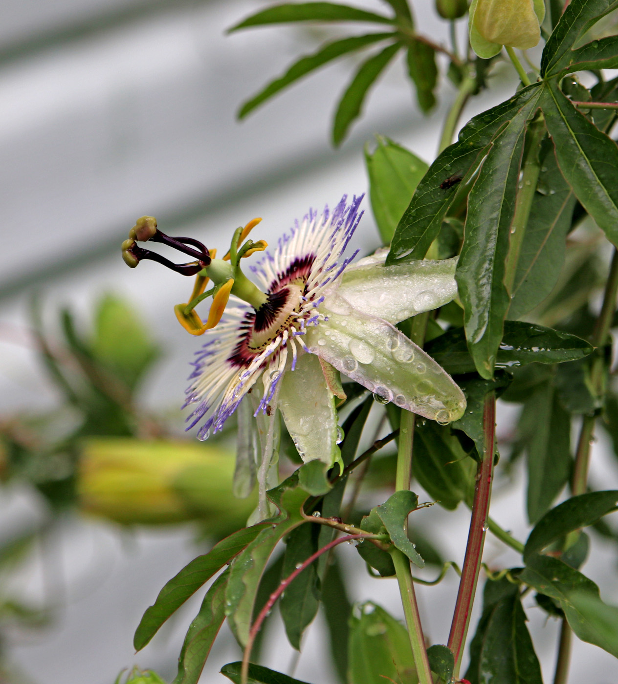 Image of Passiflora caerulea specimen.