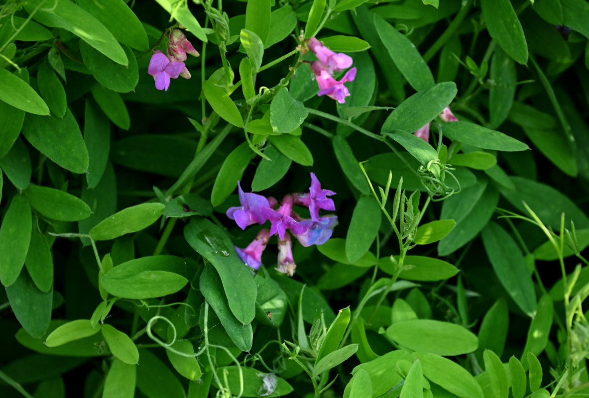 Image of Lathyrus pilosus specimen.