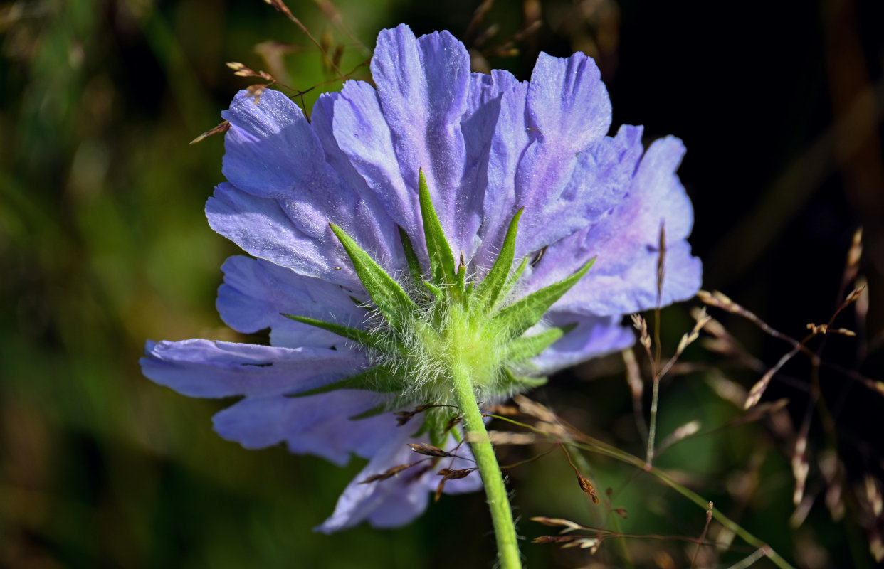 Image of Lomelosia caucasica specimen.