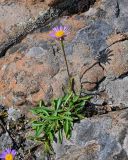 Aster alpinus. Цветущее растение. Красноярский край, Таймырский Долгано-Ненецкий р-н, плато Путорана, водопад Китабо-Орон, каменистый склон. 26.07.2023.