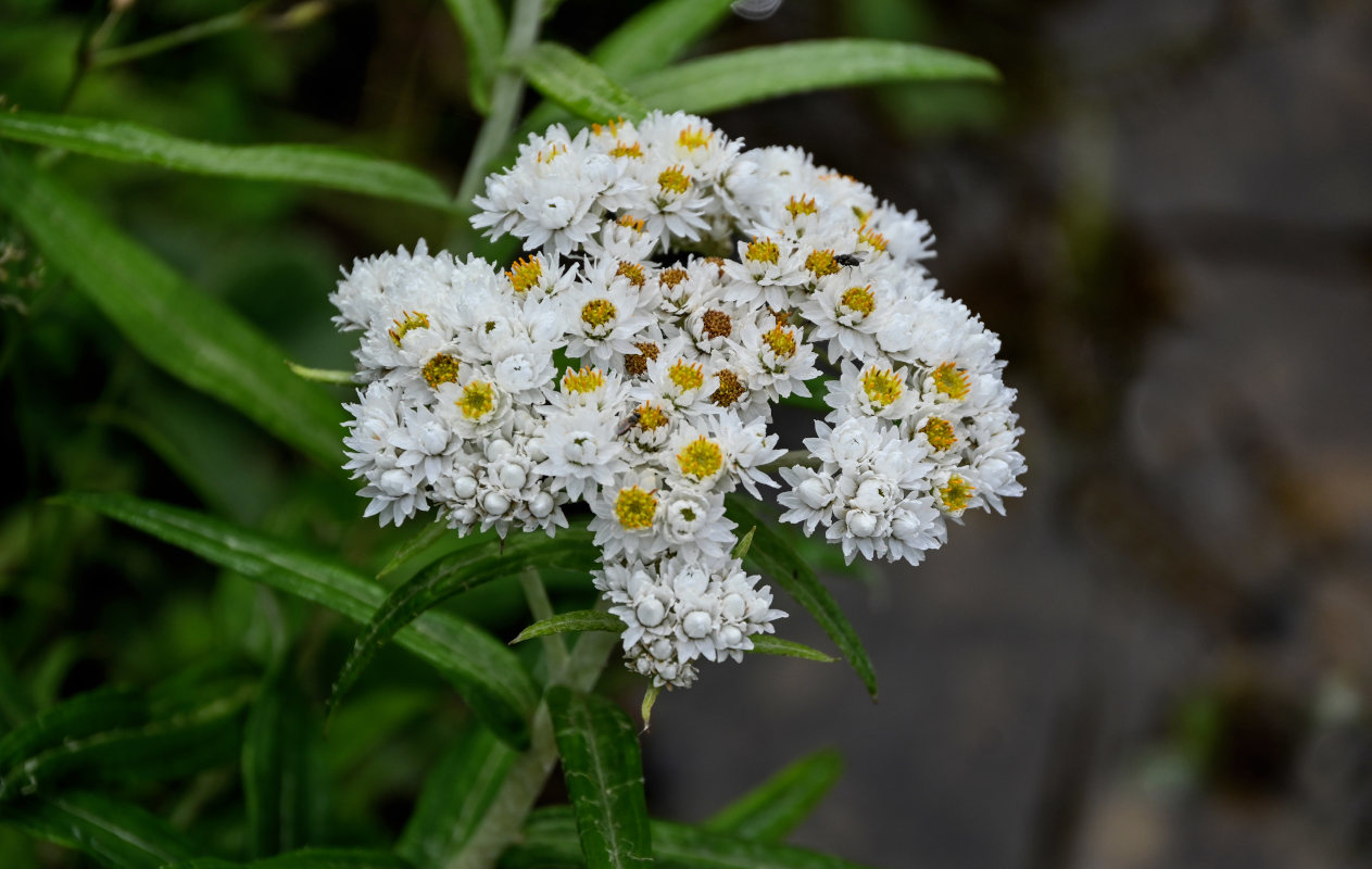 Изображение особи Anaphalis margaritacea.