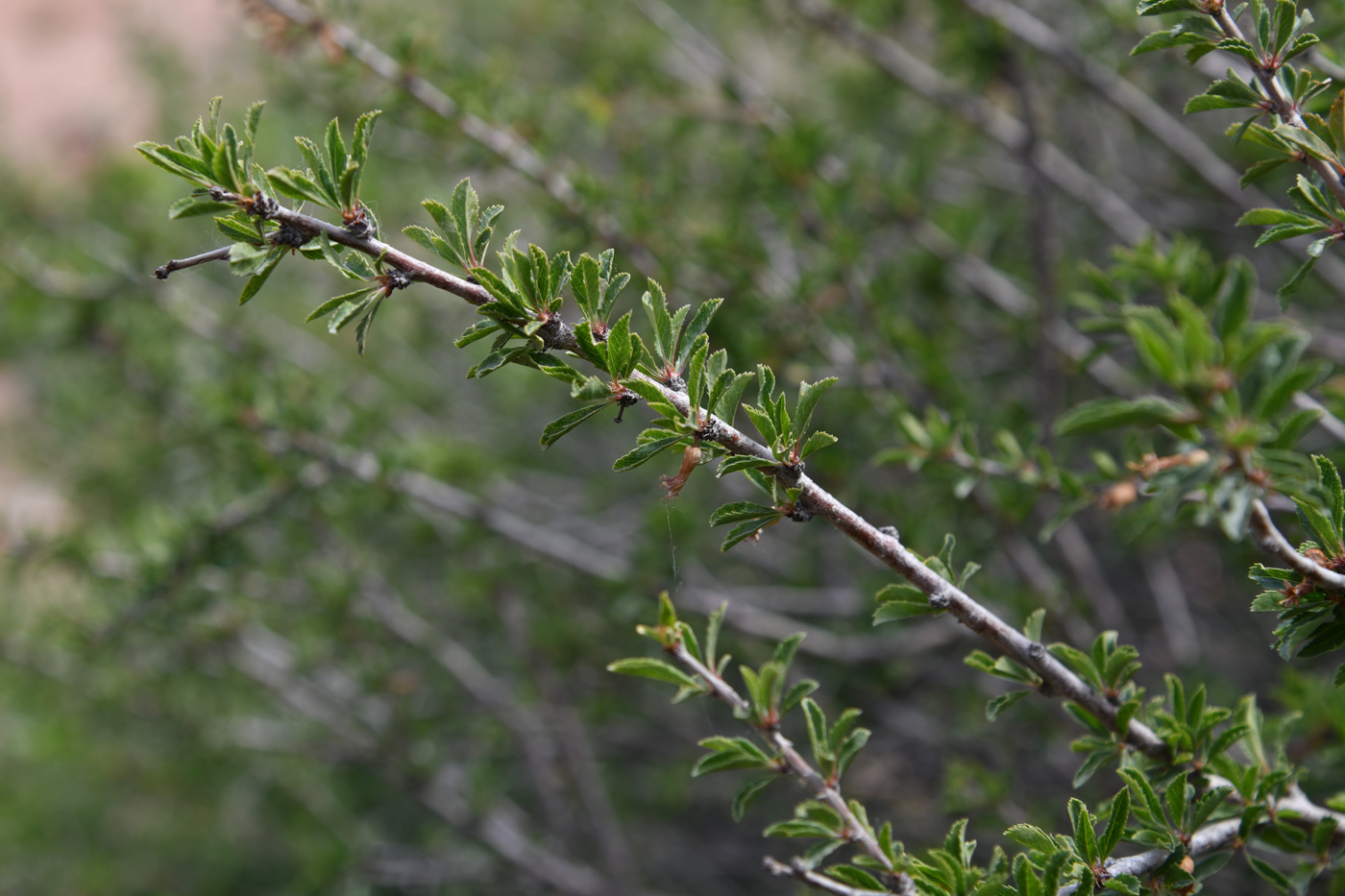 Image of Cerasus tianshanica specimen.