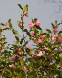Camellia japonica. Ветвь цветущего растения. Краснодар, парк \"Краснодар\", Японский сад, в культуре. 01.01.2024.