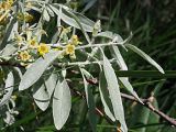 Elaeagnus angustifolia. Ветвь цветущего растения. Ульяновская обл., Мелекесский р-н, окр. с. Куликовка, солоноватый луг среди пашни. 03.06.2023.