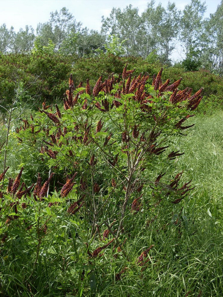 Image of Amorpha fruticosa specimen.