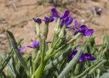 Matthiola sinuata