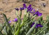 Смотреть изображение Matthiola sinuata