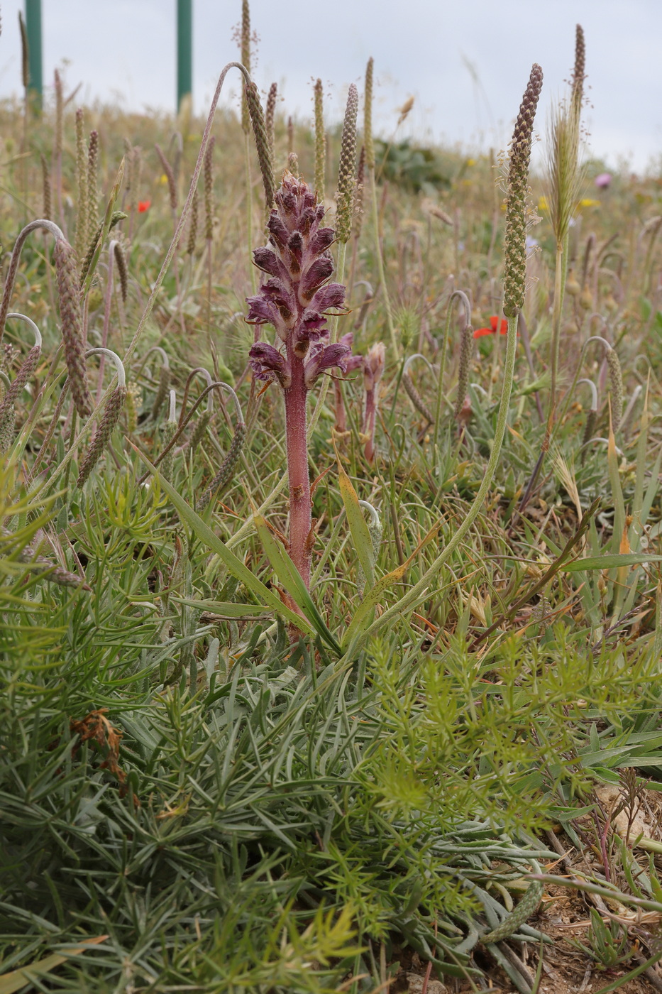 Image of Orobanche pubescens specimen.