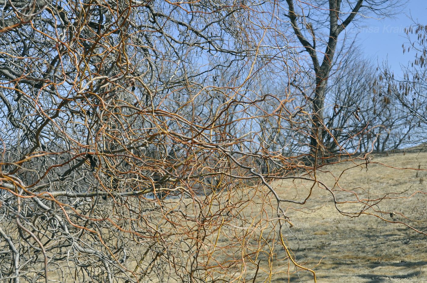 Image of Salix matsudana specimen.