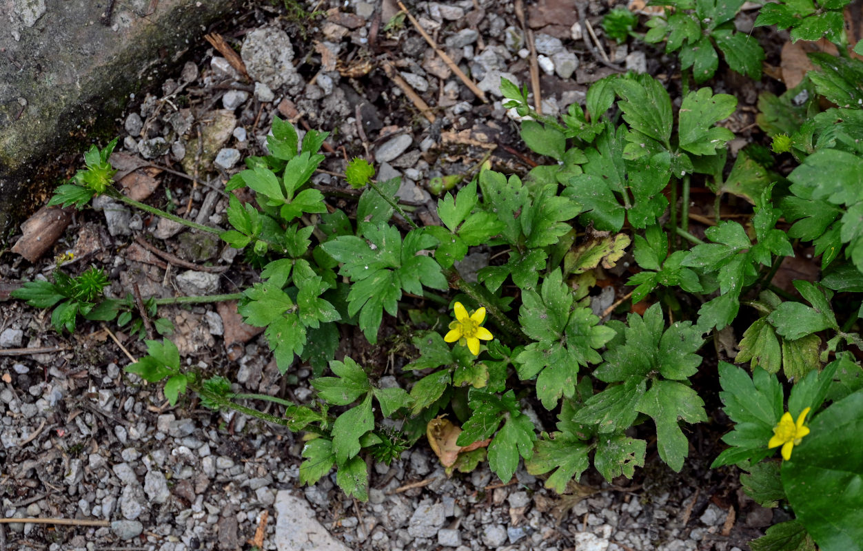 Image of Ranunculus silerifolius specimen.