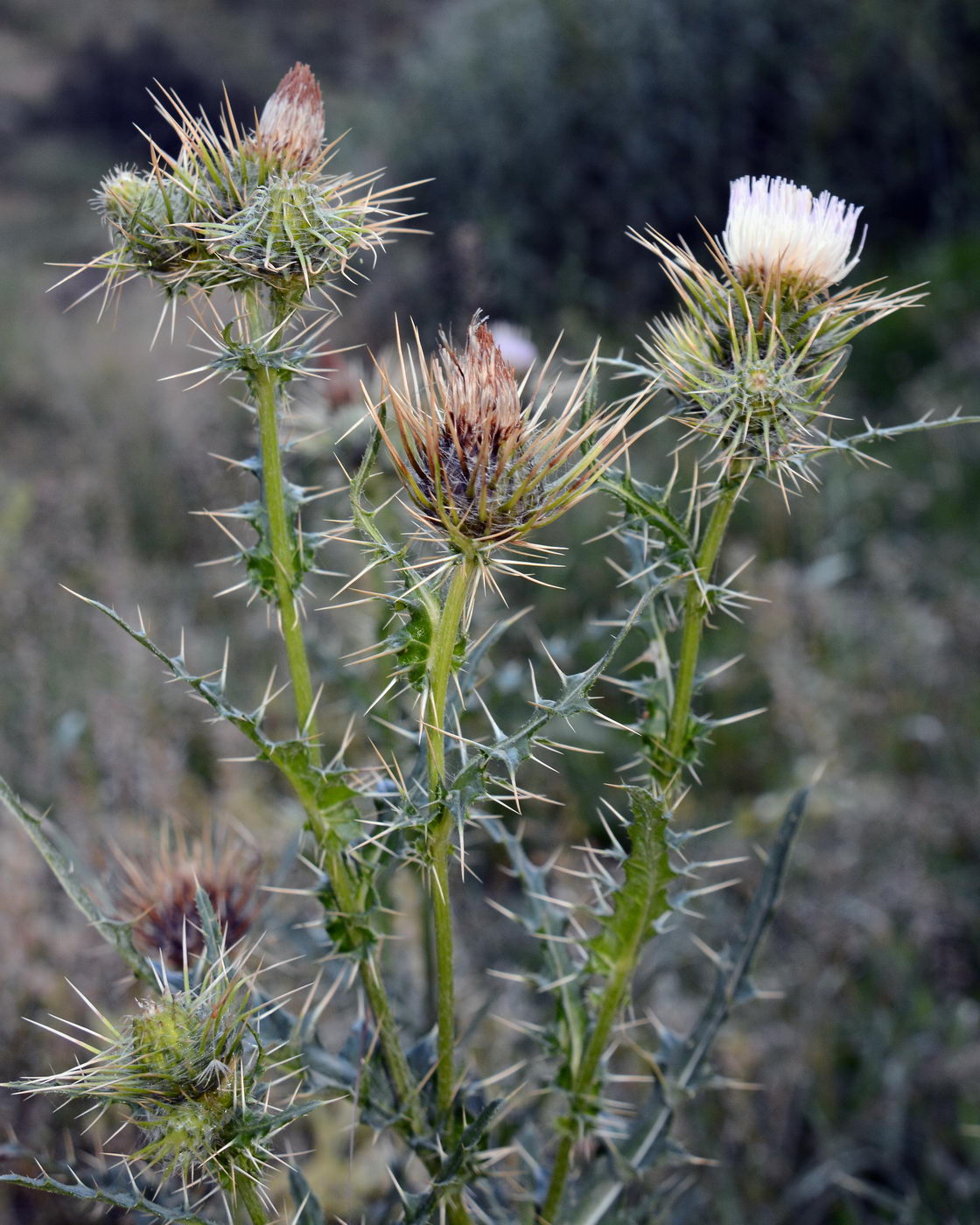 Изображение особи Cirsium semenowii.