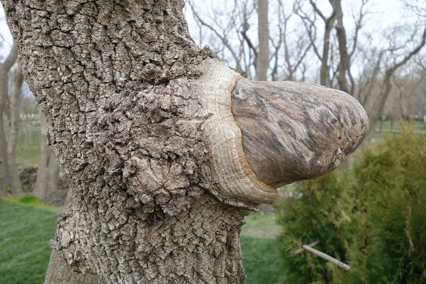 Image of Fraxinus excelsior specimen.