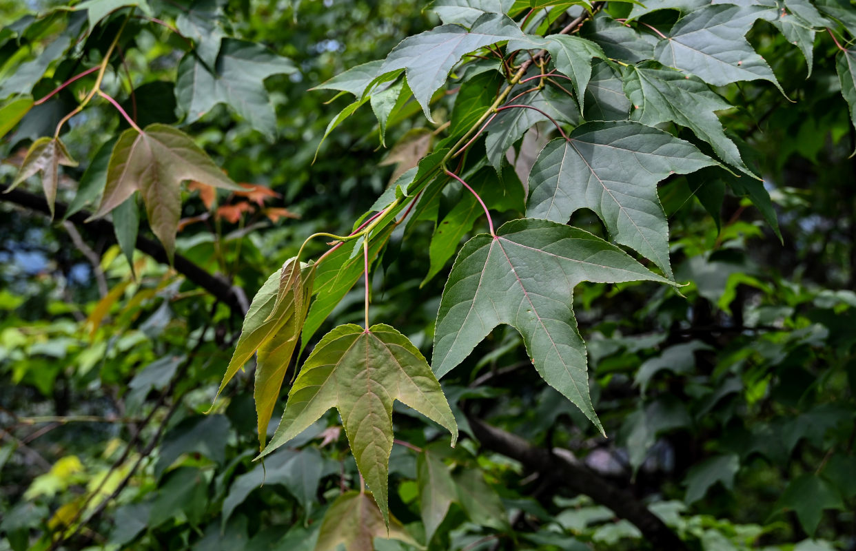 Изображение особи Liquidambar formosana.