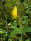 Hypericum ascyron