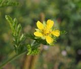 Potentilla supina. Цветок. Ульяновская обл., Мелекесский р-н, окр. с. Приморское, выходящий к Черемшанскому заливу Куйбышевского водохранилища затопленный овраг, береговой склон. 08.07.2023.