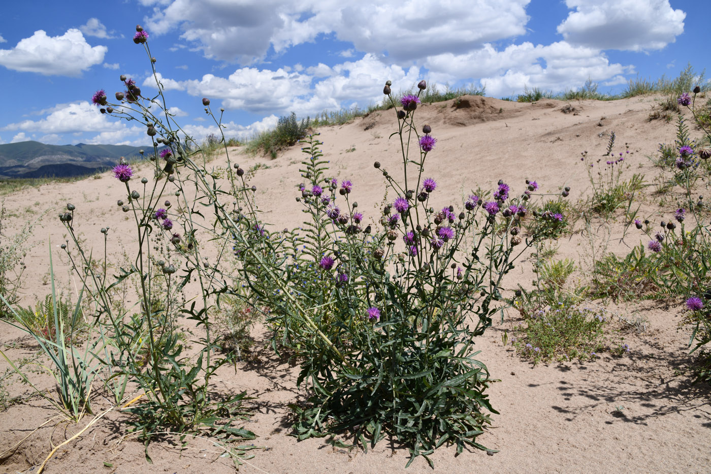 Image of Centaurea adpressa specimen.