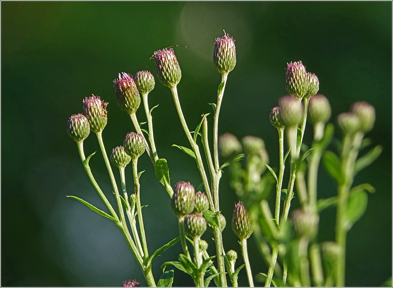 Image of Cirsium arvense specimen.